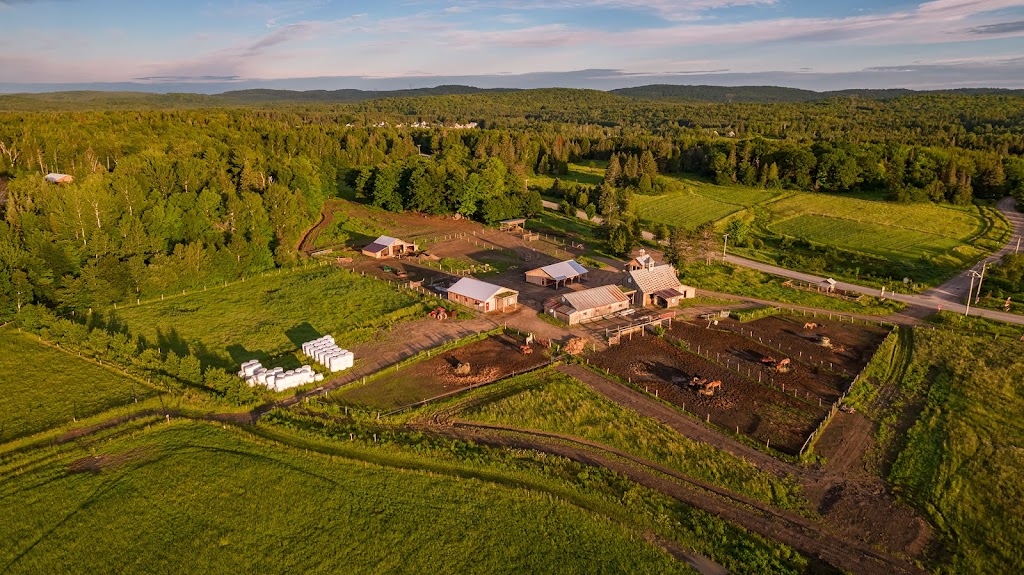 Écurie Le Baluchon | 3550 Chem. des Trembles, Saint-Paulin, QC J0K 3G0, Canada | Phone: (819) 268-2555