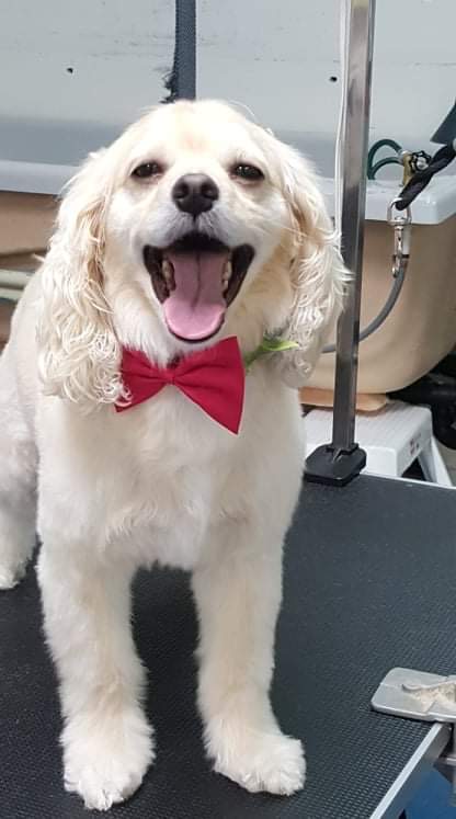 Sookezoomies Dog Grooming | 6596 Sooke Rd, Sooke, BC V9Z 0A7, Canada | Phone: (778) 365-1753