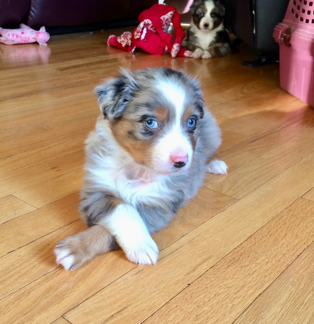 Ravine Acres Miniature Australian Shepherds | Box 258, Merville, BC V0R 2M0, Canada | Phone: (780) 387-8697