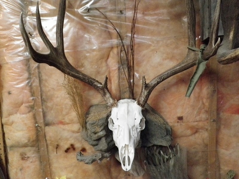 Bruin Taxidermy | 252 Penbrooke Close SE, Calgary, AB T2A 3P1, Canada | Phone: (403) 273-3577