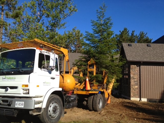 Ontario Tree Moving and Spading | 515 Curry Rd, Midland, ON L4R 5H2, Canada | Phone: (905) 510-7159