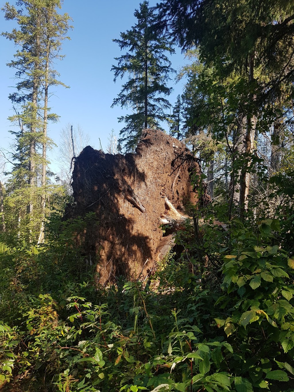 Lakeview Self Guiding Loop Trail | Improvement District No. 13, AB T8L 4B6, Canada