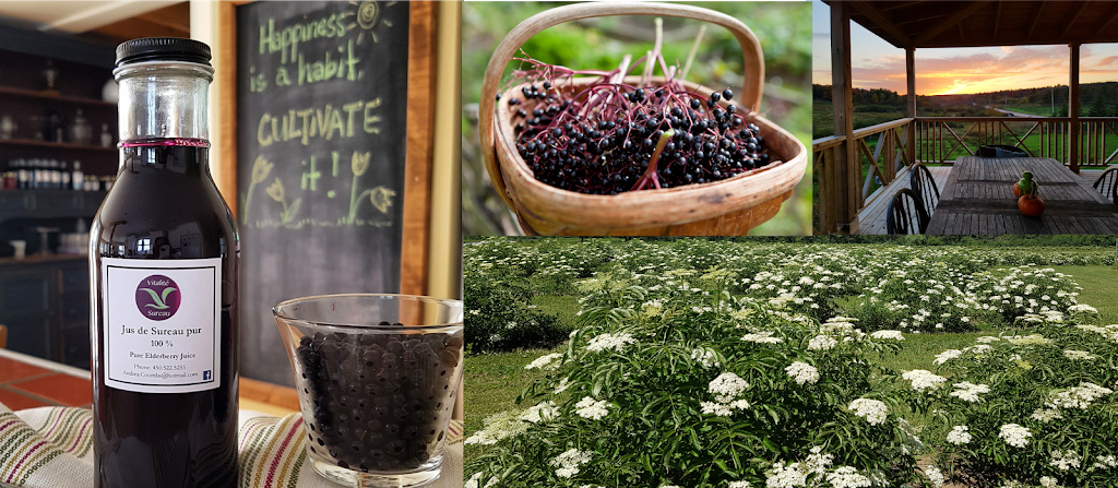 Vitalité Sureau/Elderberry | 851 Chemin Knowlton, West Brome, QC J0E 2P0, Canada | Phone: (450) 522-5255