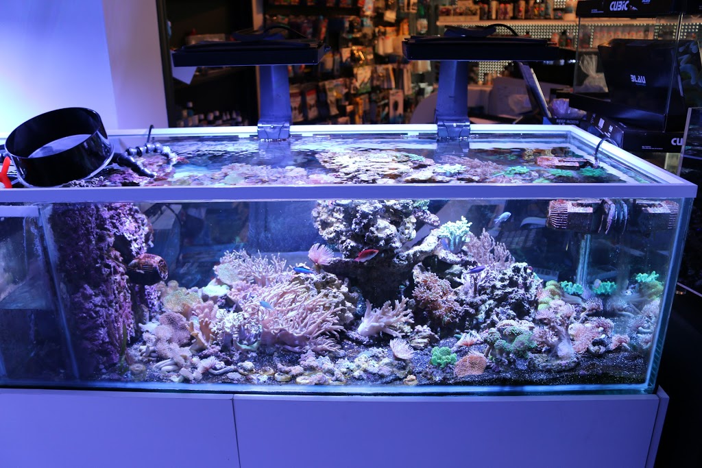 Aquarium Recifal Raging Reef - Rive-sud | 5579 Boulevard Maricourt, Saint-Hubert, QC J3Y 2E9, Canada | Phone: (450) 812-6680