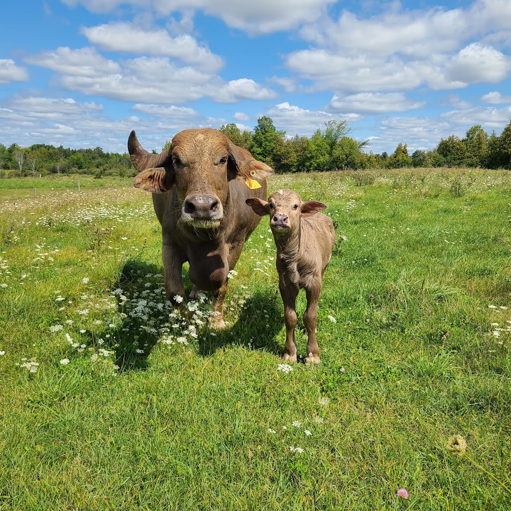 Tipsy Willow Farm | 2280 Blezard Line, Indian River, ON K0L 2B0, Canada | Phone: (613) 922-1606