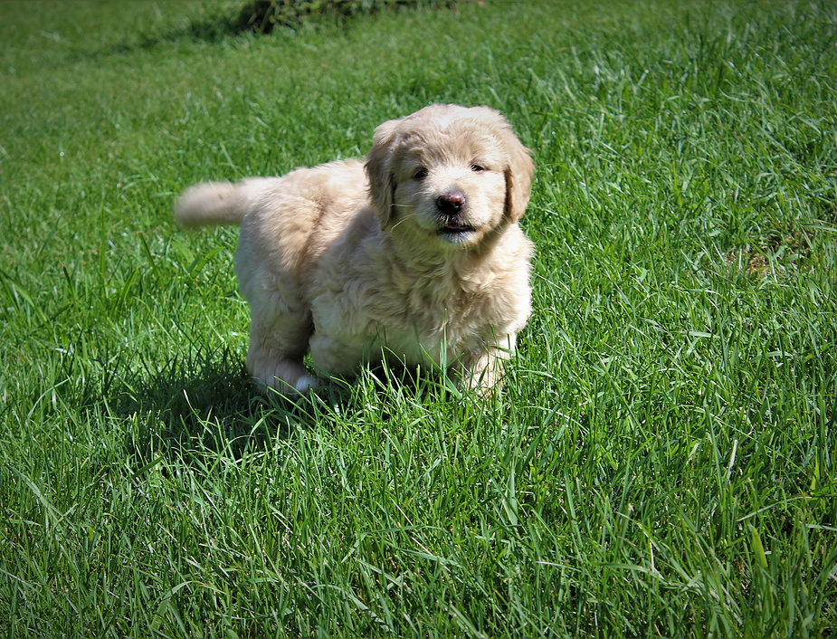 Ridge & Valley Farm- Goldendoodle Breeder | 5318 ON-3, Simcoe, ON N3Y 4K4, Canada | Phone: (905) 518-8771