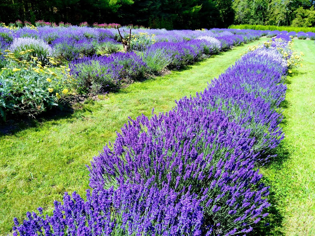 The Lavender Farm | 769 Drumbo Rd, Ayr, ON N0B 1E0, Canada | Phone: (519) 632-7368