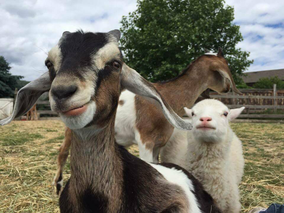 Hoof Prints Barnyard Petting Zoo & Goga Venue | 5850 Anderson Rd, Kelowna, BC V1X 7V3, Canada | Phone: (250) 317-6650