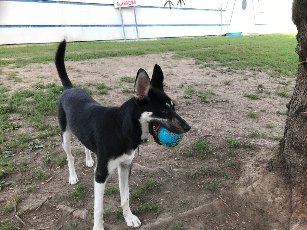 Town of Île-Perrot - Dog Park | Coin Montée Sagala et 9e Avenue, LÎle-Perrot, QC J7V 3G1, Canada | Phone: (514) 453-1751