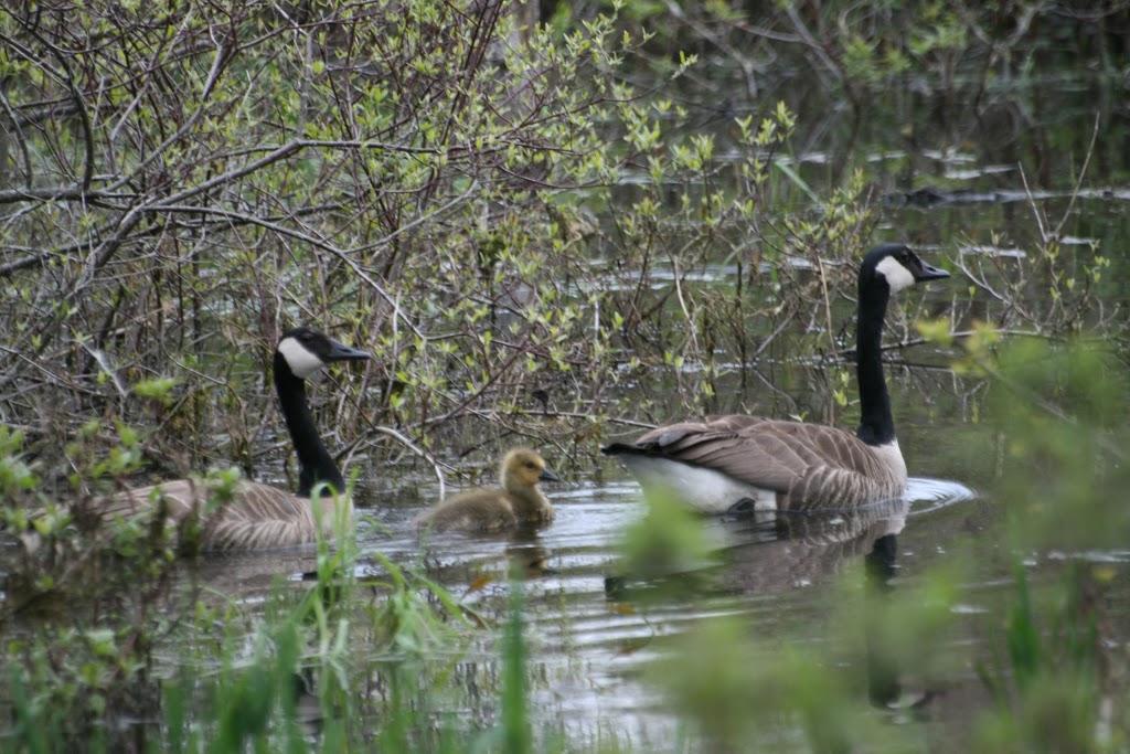 Prince Edward Point National Wildlife Area | Long Point Rd, Milford, ON K0K 2P0, Canada | Phone: (800) 668-6767