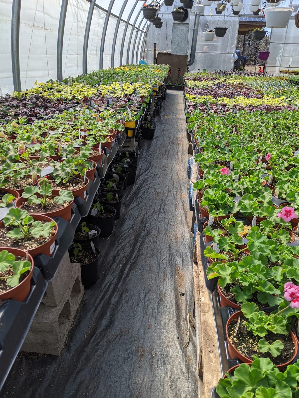 Farmer Browns Greenhouse | 371 Osborne Corner Rd, Dawson Settlement, NB E4H 2A6, Canada | Phone: (506) 734-1908