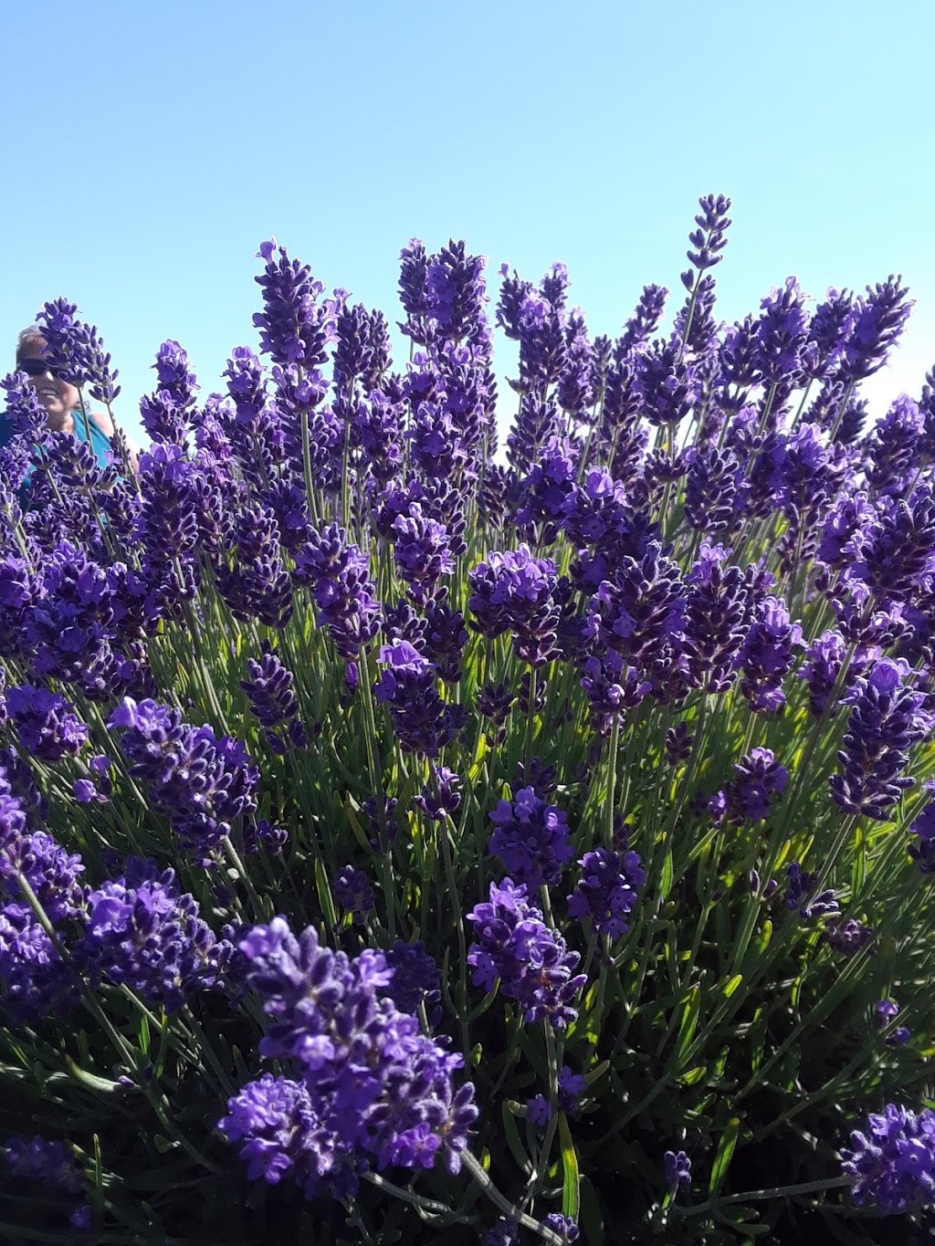 South Bay Fields Lavender Farm | 7527 36/37, Nottawasaga SR, Collingwood, ON L9Y 3Z1, Canada | Phone: (705) 445-8218