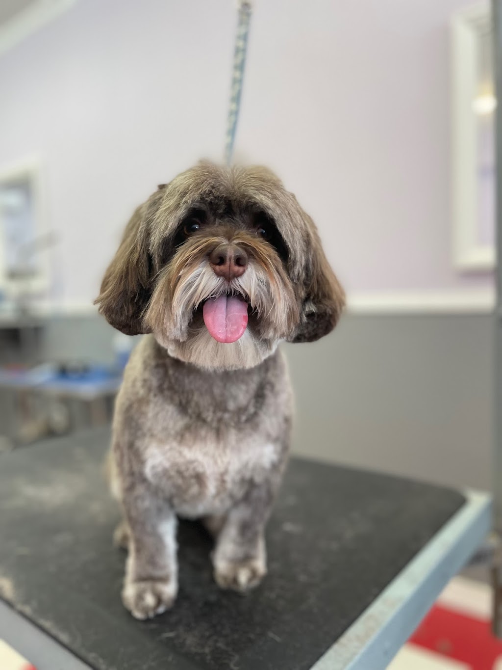 Urban Tails Pet Grooming Inc. | 5308 Hwy 7, Woodbridge, ON L4L 1T3, Canada | Phone: (905) 851-8949