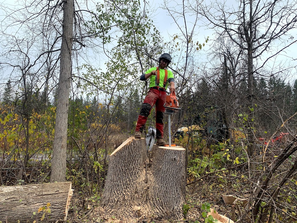 O.C Tree Care Inc. | Osgoode, Ottawa, ON K0A 2W0, Canada | Phone: (613) 327-3582