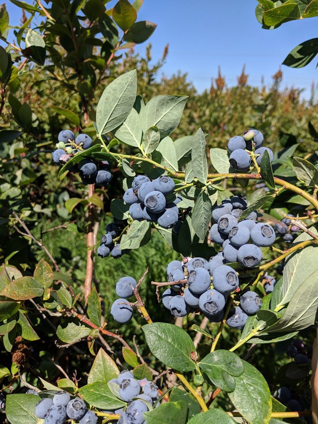 Cascade Blueberry Farm | 9791, 2667 Willeys Lake Rd, Custer, WA 98240, USA | Phone: (360) 366-5188