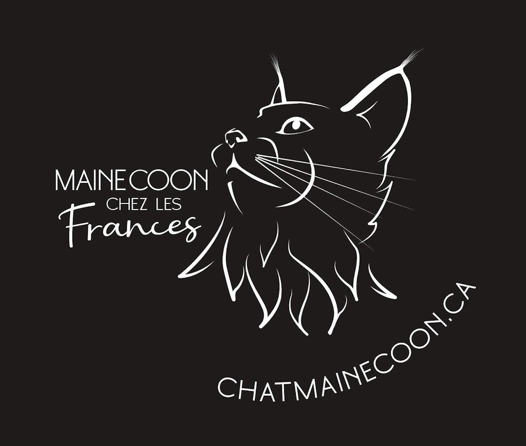 Chatterie Maine Coon FH (les Frances) | Rue St Étienne, LAssomption, QC J5W 1Y5, Canada | Phone: (514) 836-1560