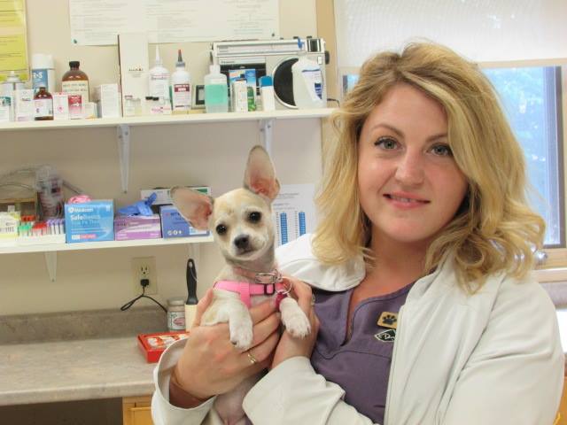 Fairmont Animal Hospital | 995 Hamilton Rd, London, ON N5W 1A4, Canada | Phone: (519) 453-2940