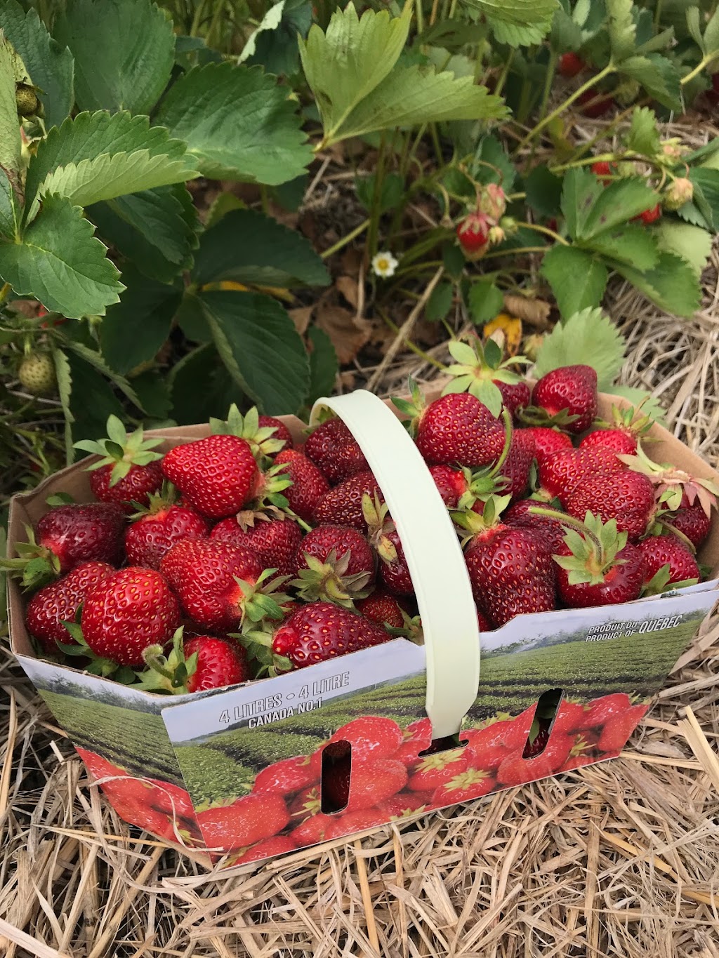 Hubert Sauvé Farm | 140 Rang du Milieu, Salaberry-de-Valleyfield, QC J6S 0E7, Canada | Phone: (450) 373-2979