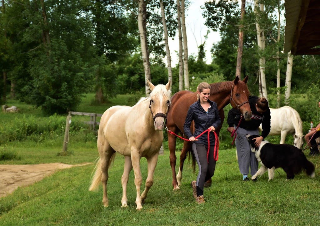 Stable SunnyBreeze Stable | 4552 Chemin Bellerive, Carignan, QC J3L 3P9, Canada | Phone: (514) 641-4627