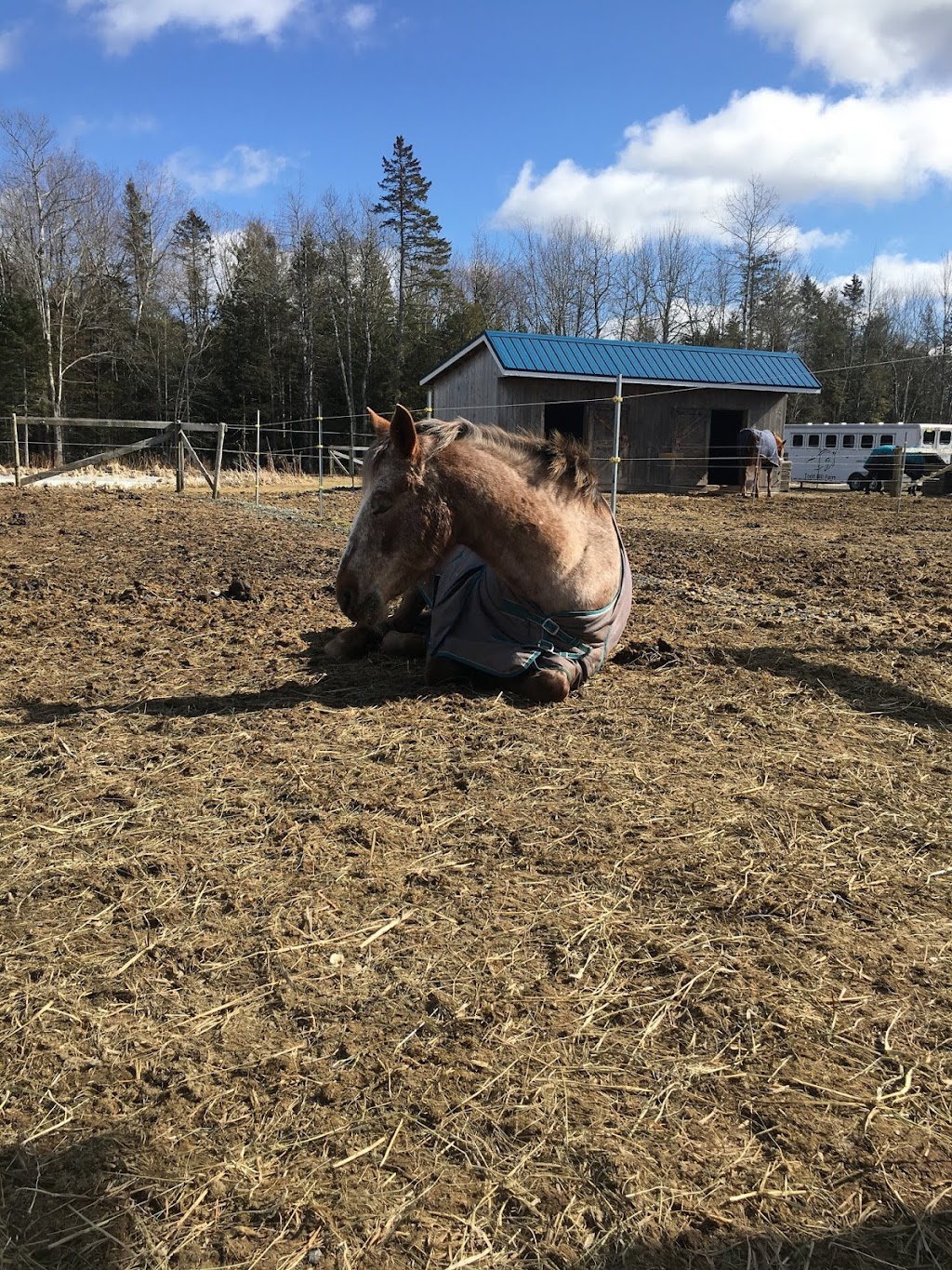 Todd Hill Farm | 6570 Nova Scotia Trunk 2, Enfield, NS B2T 1C3, Canada | Phone: (902) 883-9577