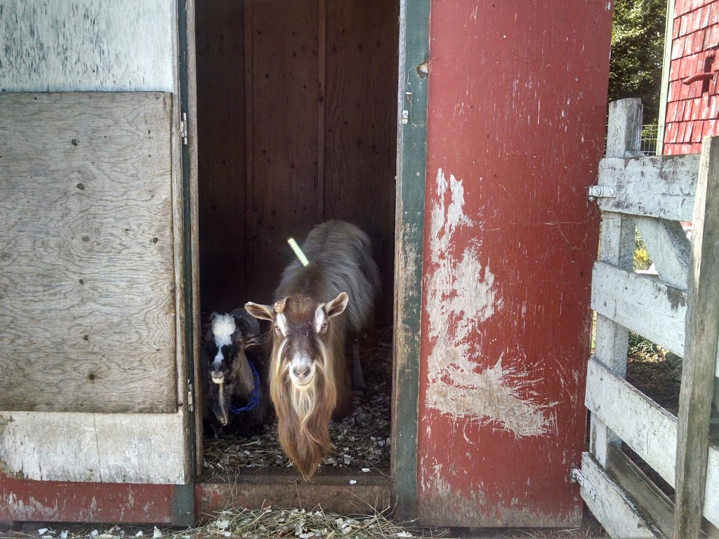 Sweetwood Farm | 637 Hirtle Rd, Blockhouse, NS B0J 1E0, Canada | Phone: (902) 298-9697