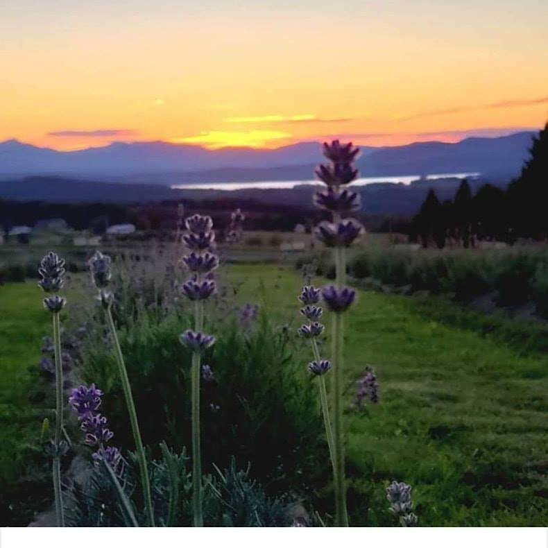 Lavender Essentials of Vermont | 2103 Herrick Rd, Derby, VT 05829, USA | Phone: (802) 323-3590