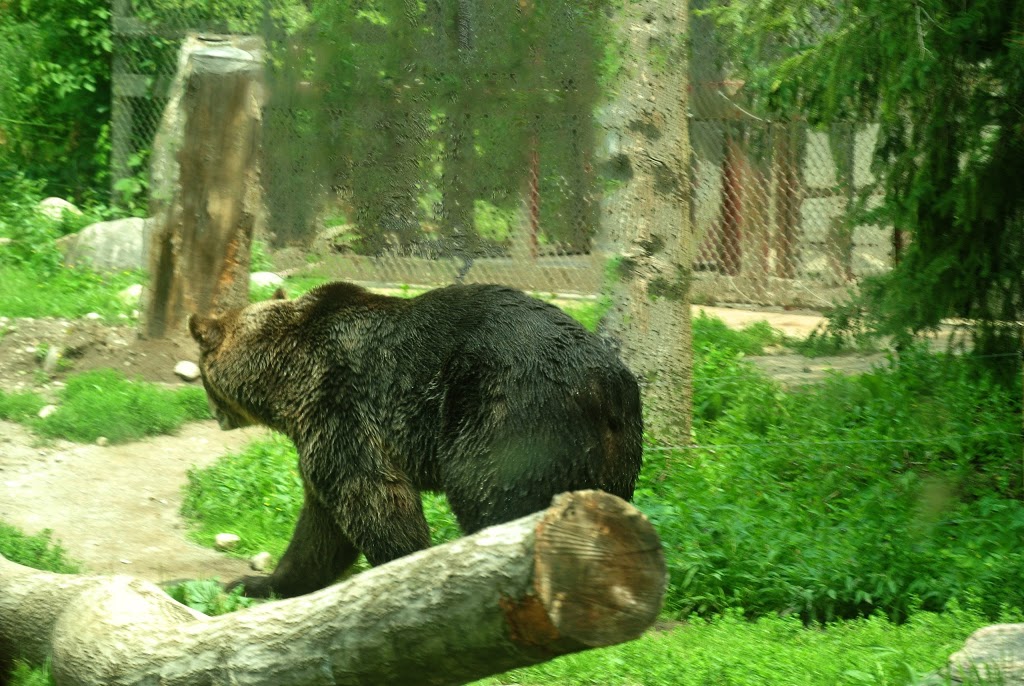 Grizzly Bear Exhibit | 2000 Meadowvale Rd, Scarborough, ON M1B 5K7, Canada | Phone: (416) 392-5929