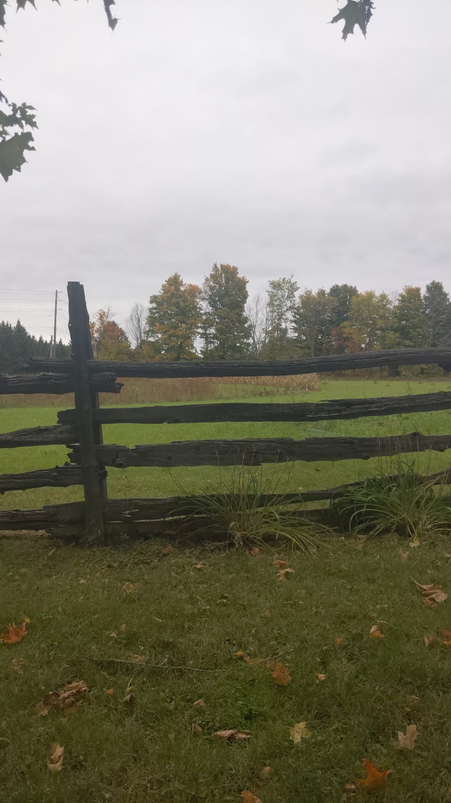 Wilhaven Ridge Alpacas | 1620 Wilhaven Dr, Cumberland, ON K4C 1M9, Canada | Phone: (613) 833-3227