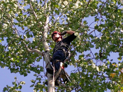 Arboriculture Lapointe | 271 Rue Montcalm, Saint-Colomban, QC J5K 2N3, Canada | Phone: (450) 602-4386