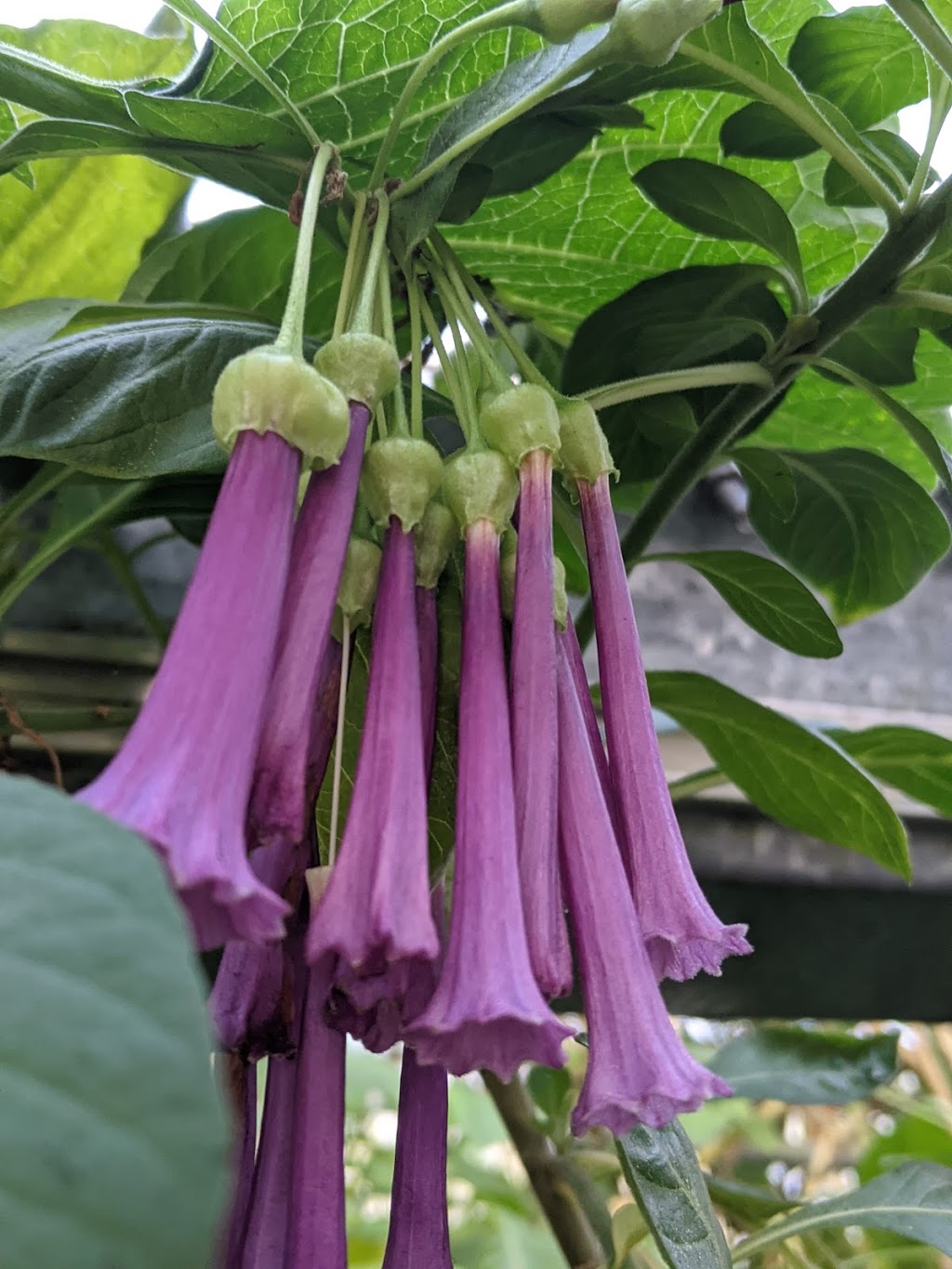 Serre Brugmansia-Québec (Ouvert sur rendez-vous seulement) | 1147 Terrasse Bellevue, Saint-Valérien-de-Milton, QC J0H 2B0, Canada | Phone: (450) 521-1997