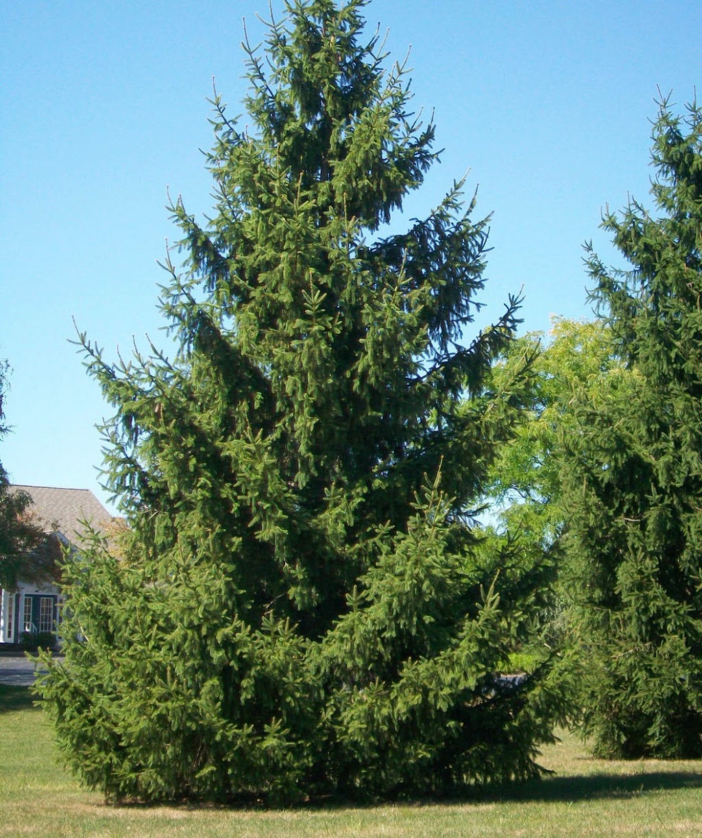 Norfolk Tree | 17 St.Elizabeth Cres, Box 115, Courtland, ON N0J 1E0, Canada | Phone: (519) 688-2167