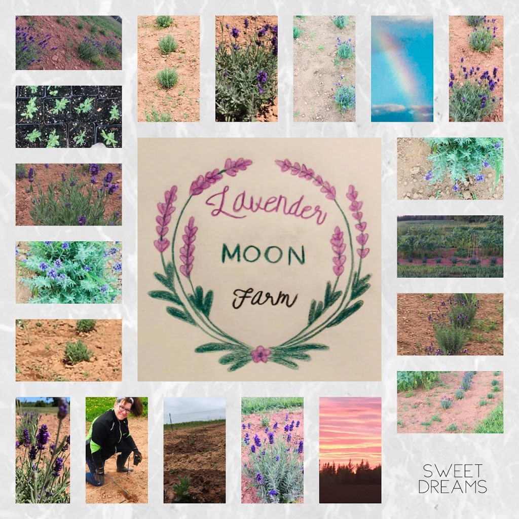 Lavender Moon Farm | 4152 NB-16, Malden, NB E4M 2G1, Canada | Phone: (647) 527-5260