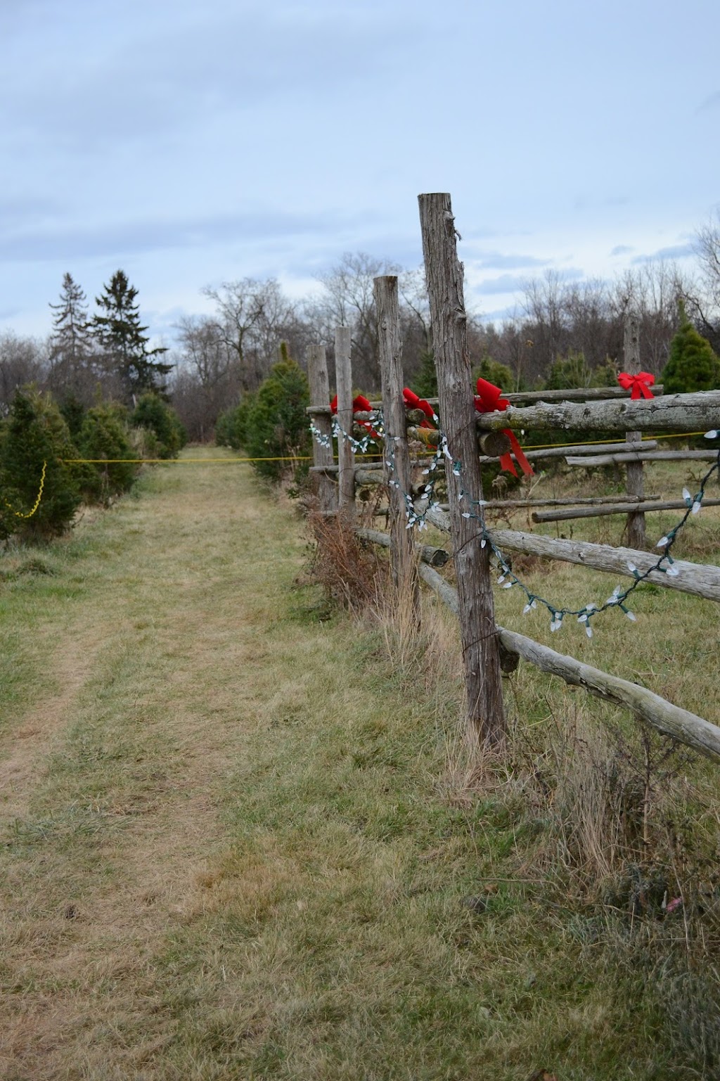 Caroles Christmas Tree Farm | 7685 2, Napanee, ON K7R 3K6, Canada | Phone: (613) 532-9627