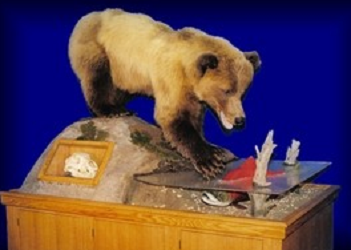 Rons Taxidermy | 890 Woodville Rd, Woodville, ON K0M 2T0, Canada | Phone: (705) 439-2196