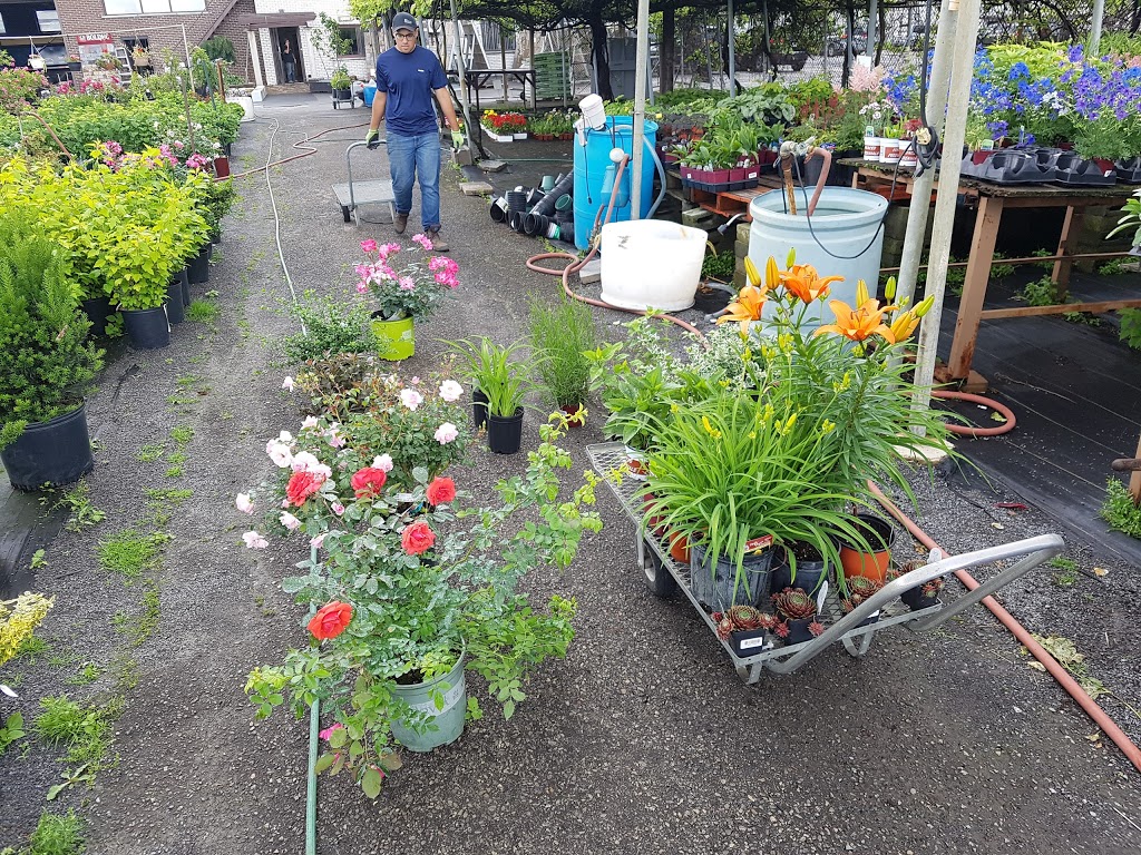 Cinquino Garden Center | 2401 Rue Lapierre, LaSalle, QC H8N 1B7, Canada | Phone: (514) 365-4465