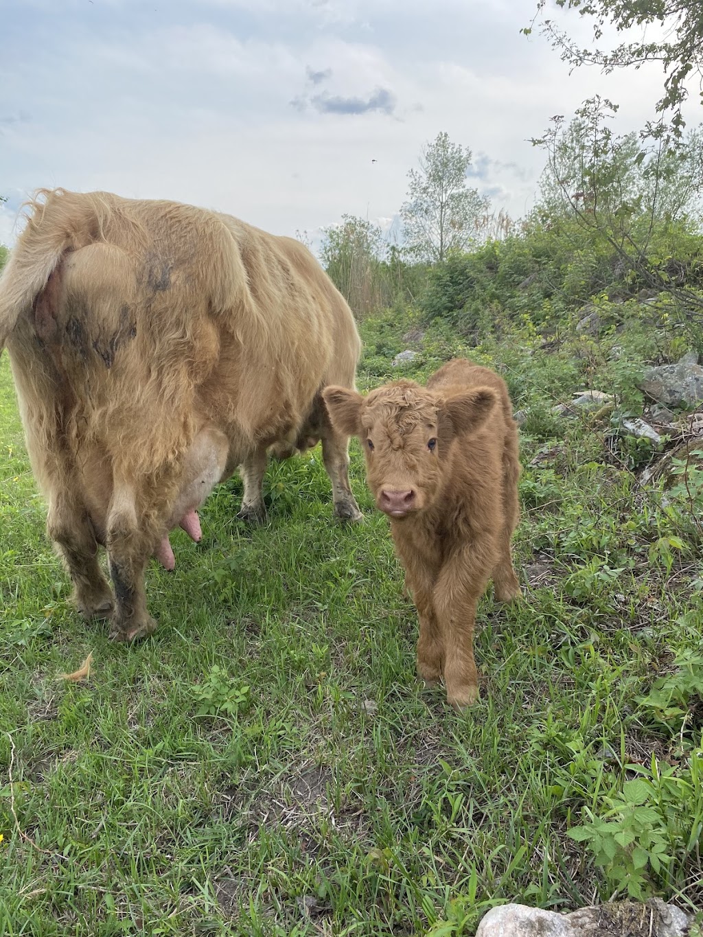 Bleuetière la Grande Ourse (Bleuetière biologique) | 271 Rang Saint-Jean-Baptiste, Saint-Chrysostome, QC J0S 1R0, Canada | Phone: (450) 826-0166