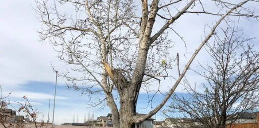 Tri-Alta Tree Care Inc | 3755 18 Ave N, Lethbridge, AB T1H 6T2, Canada | Phone: (587) 787-1080