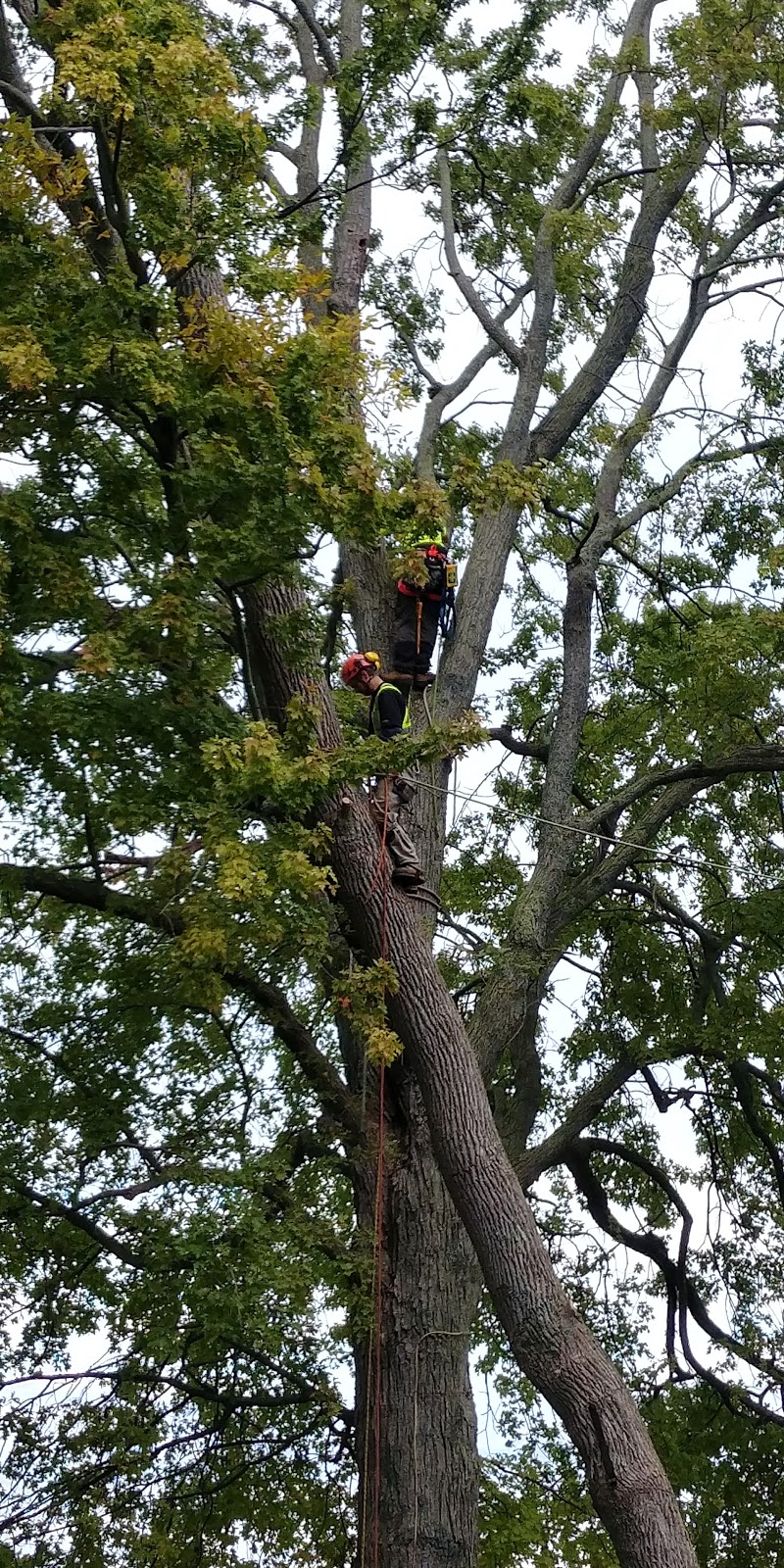 Evolution Tree Care | East Gwillimbury, ON L9N 0E6, Canada | Phone: (647) 521-7425