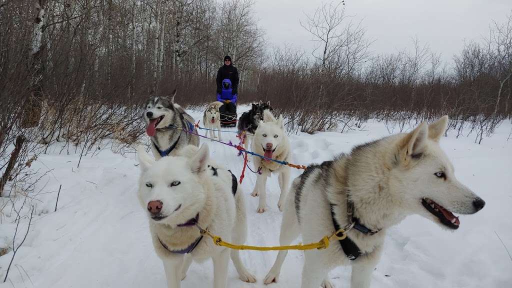 Harness Adventure Mushing Co. | Trans-Canada Hwy, Richer, MB R0E 1S0, Canada | Phone: (431) 232-3237