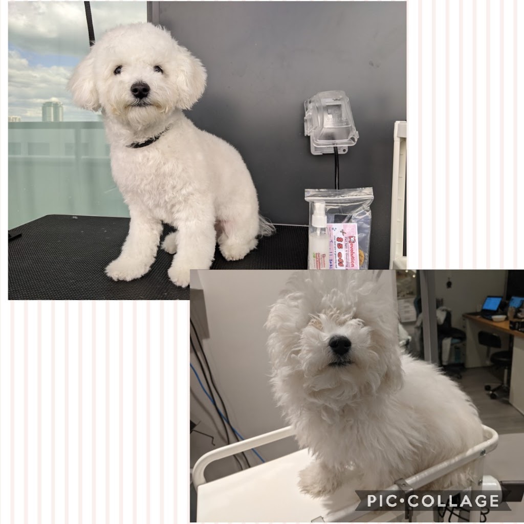 Revolution Pet Spa and Boarding | 8 Rouge Valley Dr W, Unionville, ON L6G 0G8, Canada | Phone: (416) 550-8602