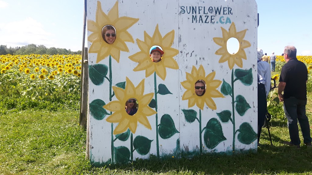 Nova Scotias Sunflower Maze | 792-1338, Nova Scotia Trunk 1, Falmouth, NS B0P 1L0, Canada | Phone: (902) 790-0542