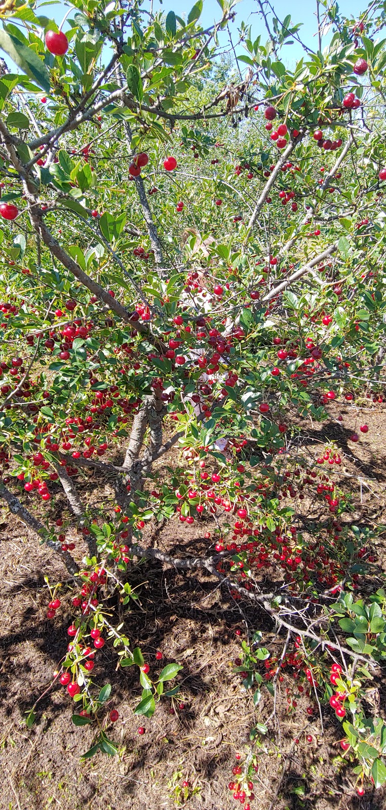 Sweet Acres Orchards | 1506, Township Rd 354, Red Deer County, AB T4G 0J3, Canada | Phone: (403) 227-1301