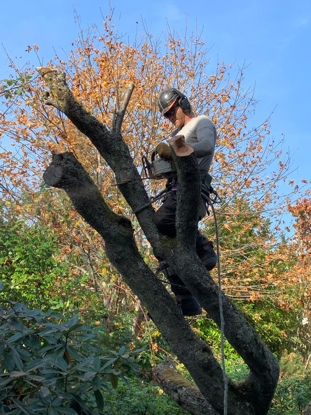 Tip Top Tree Service Ltd. | 4115 Holland Ave, Victoria, BC V8Z 5K3, Canada | Phone: (250) 857-2420