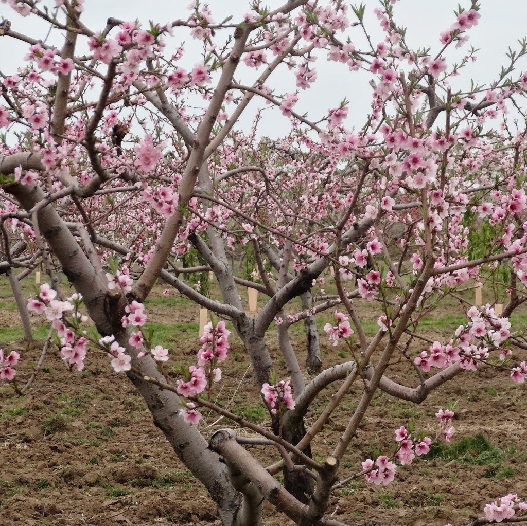 Parkway Orchards | 15000 Niagara Pkwy, Niagara-on-the-Lake, ON L0S 1J0, Canada | Phone: (905) 262-5097