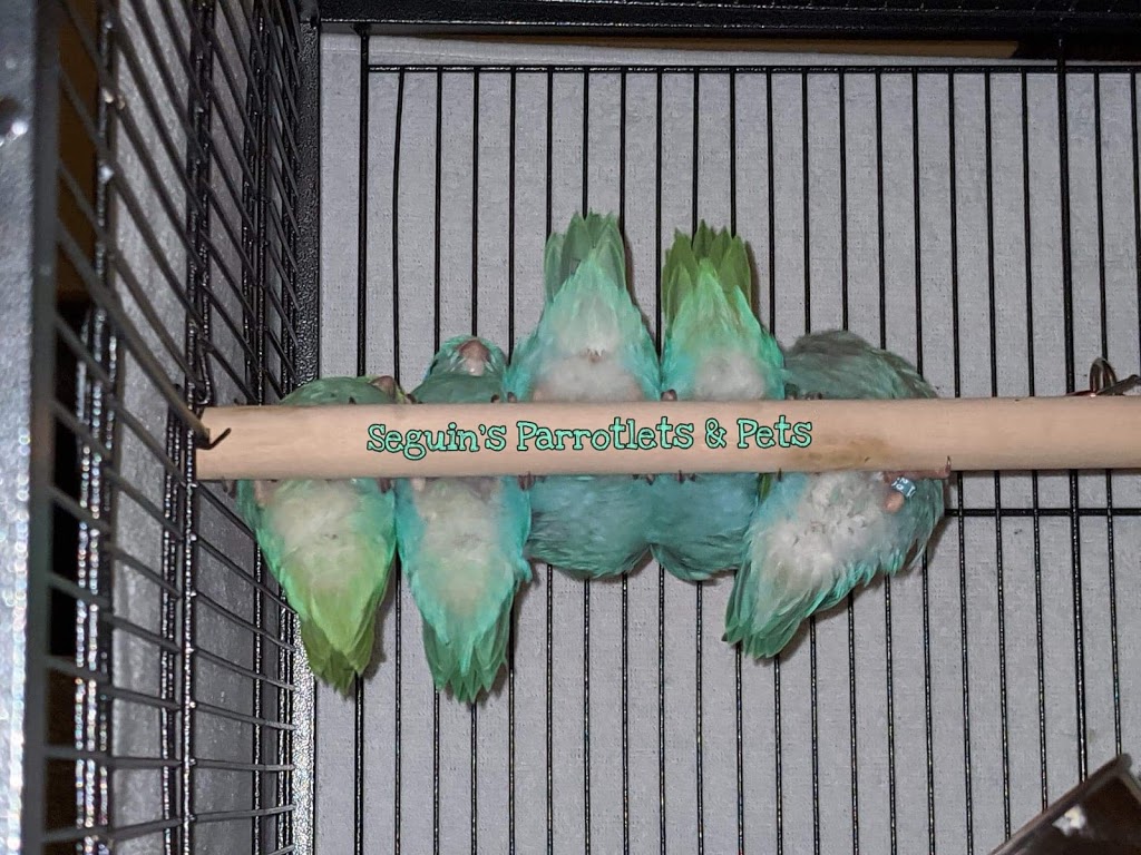 Seguins Parrotlets and Pets | 9516 Walker Rd, McGregor, ON N0R 1J0, Canada | Phone: (519) 819-1538