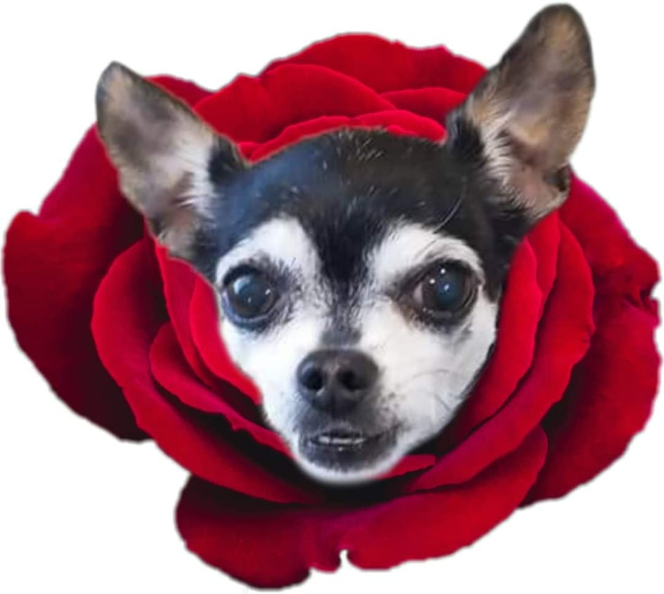 Tequila Rose Dog Food | 5462 Steelhead Ln, Chilliwack, BC V2R 0X7, Canada | Phone: (604) 825-3393