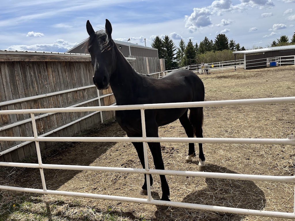 Equine Haven Recovery Care and Equestrian Centre Ltd | 215003, Range Rd 264, Carseland, AB T0J 0M0, Canada | Phone: (403) 973-9693