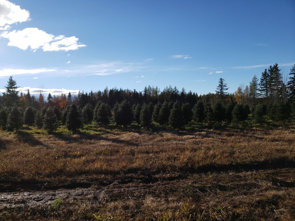 Yuletide Christmas Tree Farm | 1970 Coverdale Rd, Upper Coverdale, NB E1J 1Y9, Canada | Phone: (506) 372-9522