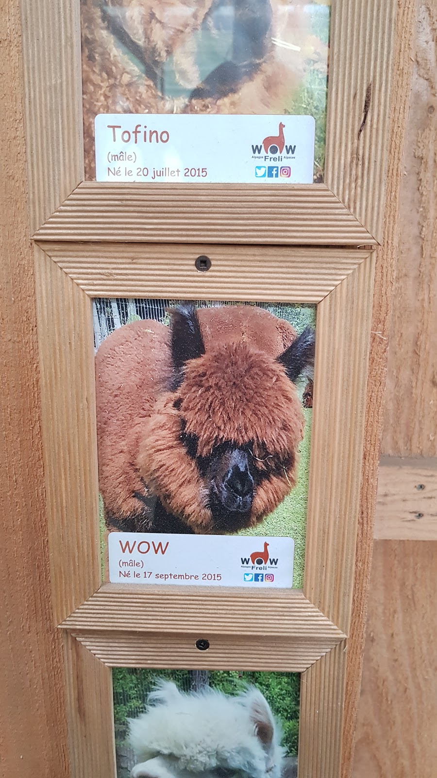 Wow Freli Alpagas / Alpacas | 117 Chemin des Érables, Frelighsburg, QC J0J 1C0, Canada | Phone: (514) 232-6021