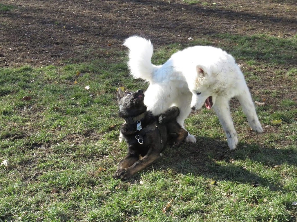 Town of Île-Perrot - Dog Park | Coin Montée Sagala et 9e Avenue, LÎle-Perrot, QC J7V 3G1, Canada | Phone: (514) 453-1751